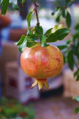 Pomegranate fruit
