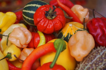 Multicolor peppers and ornamental gourds