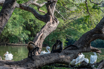 monkeys by lake in Guatemalan park