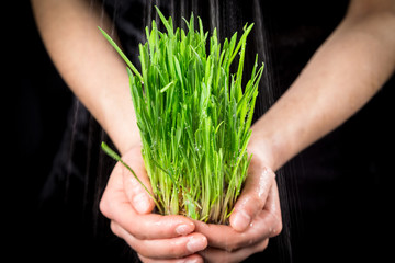 Girl's hands holding green grass under rain