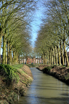 all&eacute;e arbre ath vertical