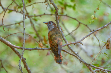 Violet Cuckoo, female bird, Beautiful bird in Thailand.