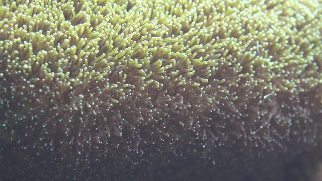 A Wildlife Sea Anemone