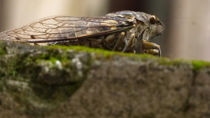 Cigarra