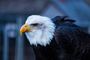 Adler