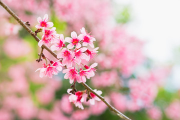 Closeup pink flower, Thailand Sakura on dark green background - Taken at sunset time