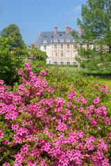 Fototapeta na wymiar Luxurious spring flowering of azaleas in the park