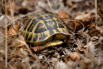 Turtle hiding in the shell against the background of autumnal fallen leaves