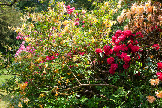 Delightful background of lush blooming azalea bushes