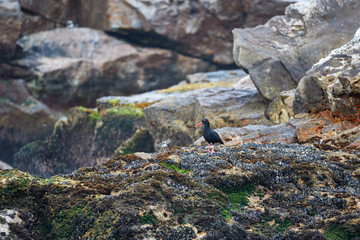 Oystercatcher on the rocks