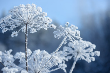 Grass branches frozen in the ice. Frozen grass branch in winter. Branch covered with snow.