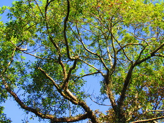 Arvores - Natureza 2