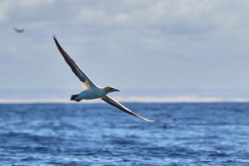 Fototapeta na wymiar Cape Gannet in flight above the ocean