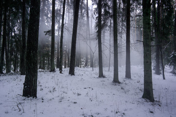 Fit-tree evergreen mountain forest covered in fog mist.