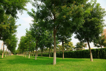 grass and trees in the park