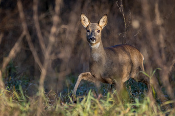 Roe in the meadow