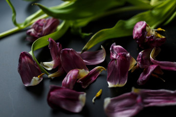 Bouquet of wilted tulips on a black depressive background. Fallen petals of tulips on a dark background. Macro shot. Depressive old bouquet of flowers.