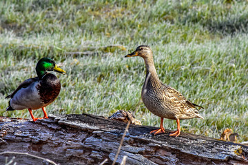 Mallard Duck Pair
