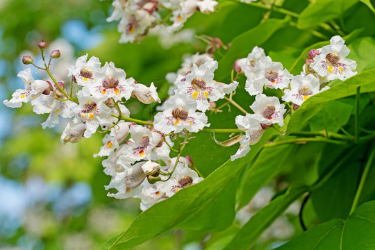 Blühender Trompetenbaum, Catalpa