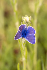Silver-studded Blue butterfly resting on a white flower