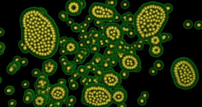 Microscopic life, virus, algae, cells, bacteria multiplying , reproducing growing, spreading. black background -  3d rendering
