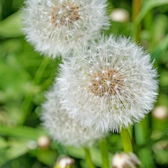 Löwenzahn, Taraxacum, Pusteblume