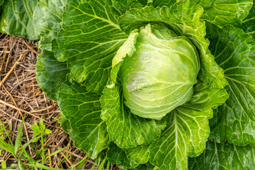 Green cabbage head in the garden