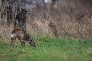 Roe in the meadow