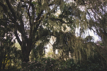 Not Quite Deep South