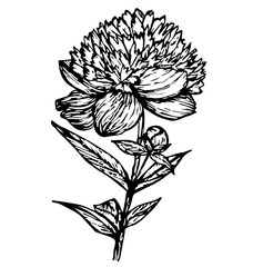 peony black outline vector illustration