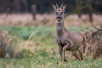 Roebuck in the meadow