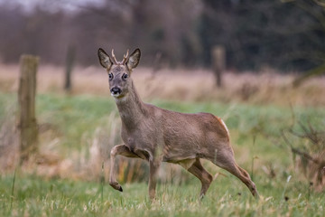 Roebuck in the meadow