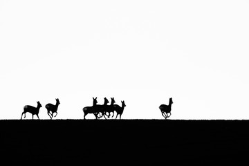 Silhouettes of deer in the field