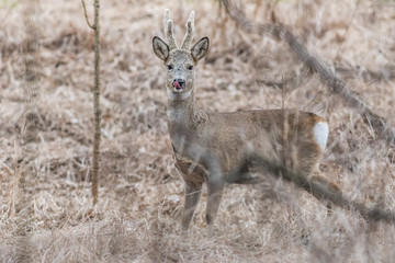 Roebuck at winter in the meadow
