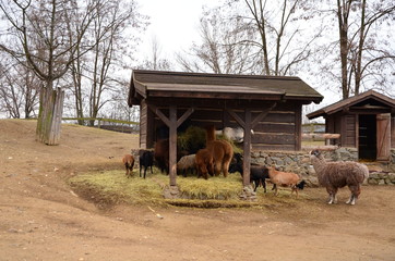 A group of farm animals