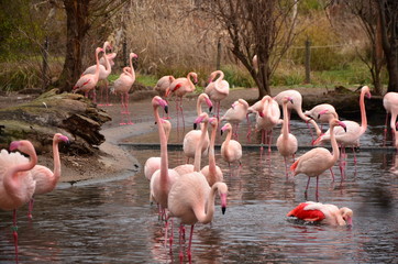 Naklejka premium Pink Flamingo in a pond