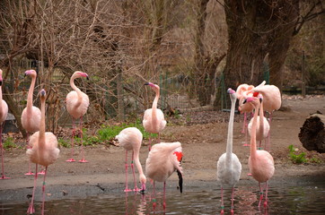 Pink Flamingo in a pond