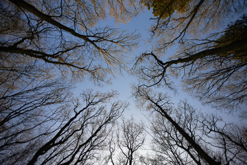 Low angle looking up to a forest to show the stems and branches of the trees and the blue sky