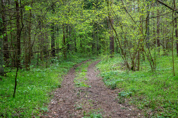 Fototapeta premium empty country gravel road with mud puddles and bumps