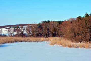 Pine forest and willows without leaves on the hill with yellow reeds, near lake covered with ice and snow, winter landscape, blue sky