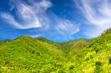Green hills with vineyard bushes and trees, blue sky with transparent white clouds copy space background, view from Corniglia, National park Cinque Terre, La Spezia province, Liguria, Italy
