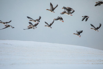 Many birds flying in the sky