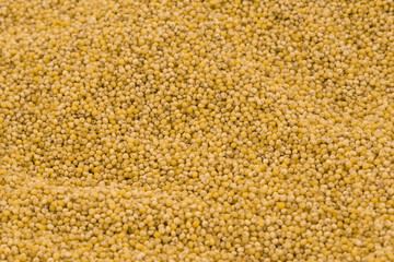Yellow millet groats texture background