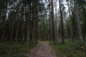 empty country gravel road with mud puddles and bumps