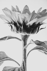 Sunflower on white background, black and white