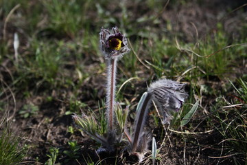 Early spring flowers (Pulsatilla) in natural habitat