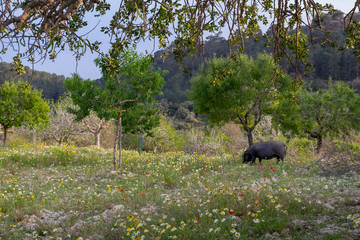 Schwarzes Mallorcaschwein (Cerdo Negro)