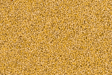 Yellow millet groats texture background