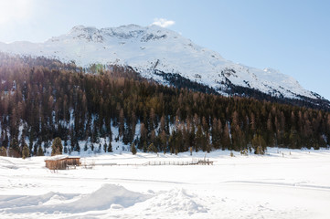Fototapeta na wymiar St. Moritz, Stazersee, Bergsee, Winter, Winterwanderweg, Wintersport, Oberengadin, Stazerwald, Alpen, Graubünden, Schweiz