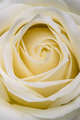 Image of a marriage open beautiful creamy white yellow pastel soft rose. Close up in the studio